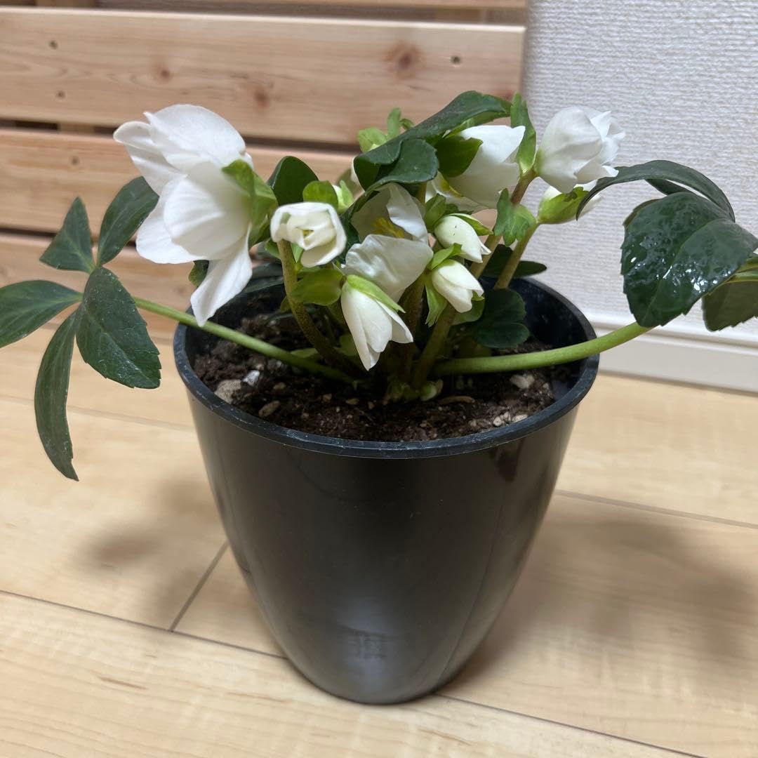 切り花品種バラ苗 バラ Bee Hiv? バラ バラ苗 【イブピアッチェ